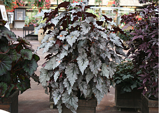 B. ‘Silver Sweet’